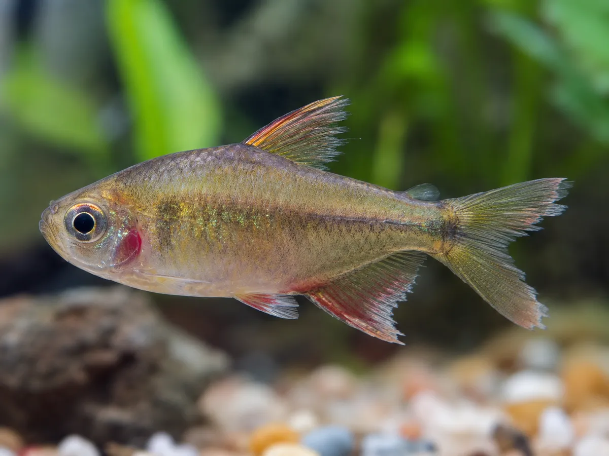 Fish Fin Rot: Early Signs, Causes, and Treatment Without Crashing the ...