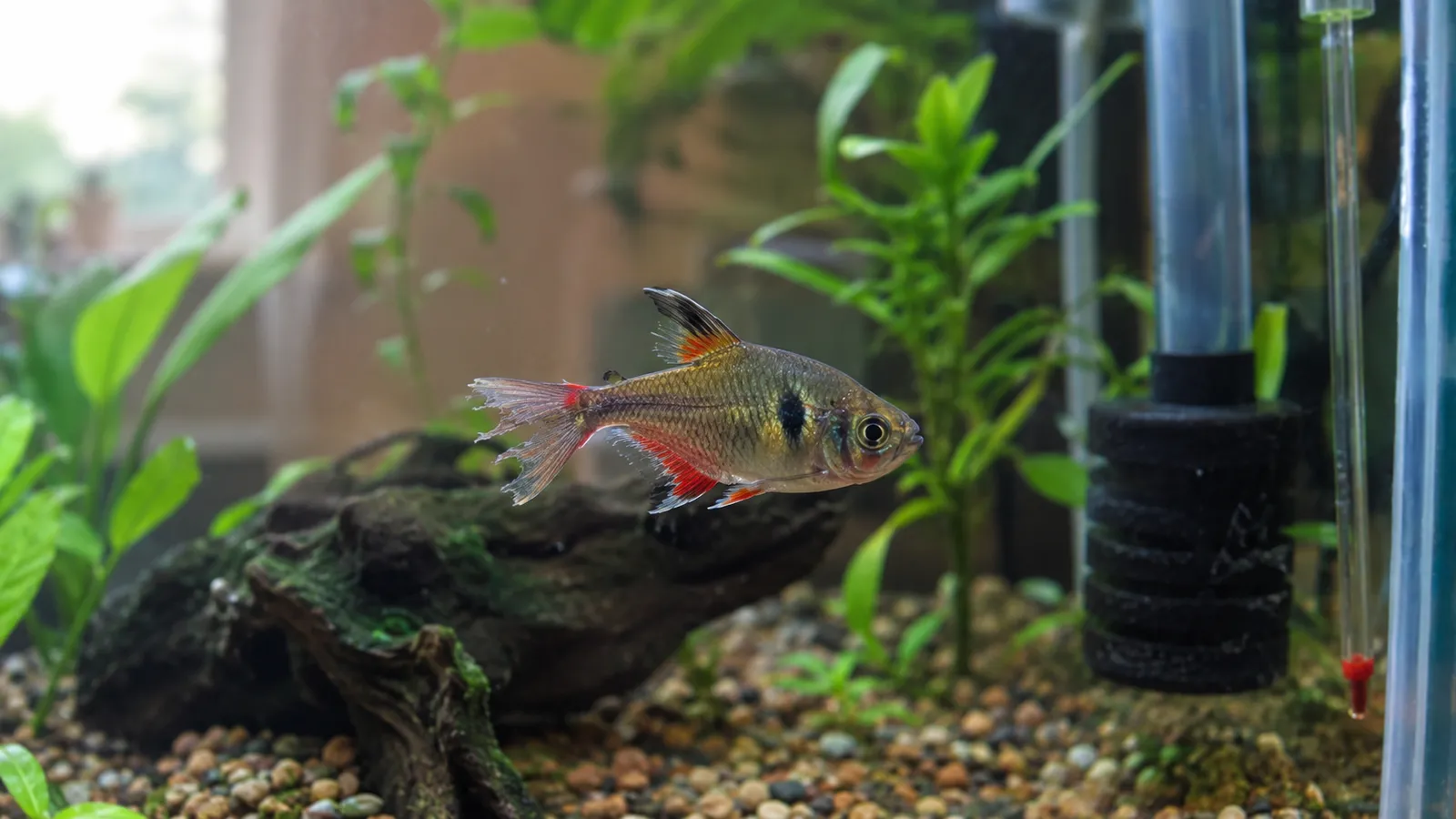 Fish Fin Rot: Early Signs, Causes, and Treatment Without Crashing the ...